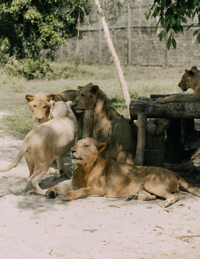 Group of lions lounging in an outdoor zoo area during daylight.