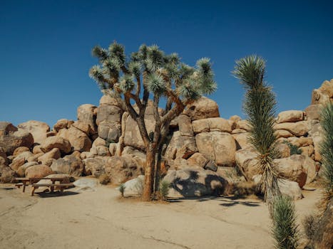 Explore the serene beauty of Joshua Tree National Park's desert scenery.